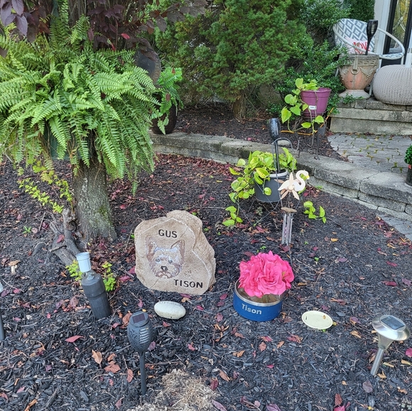 My yorkie has passed my heart is broken ๐ But Above My New Puppy A Fab Gift - Picture 5 of 14